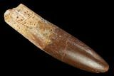 Fossil Sauropod Dinosaur (Rebbachisaurus) Tooth - Morocco #134395-1